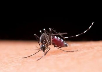 Saúde lança campanha após aumento da dengue, Zika e chikungunya