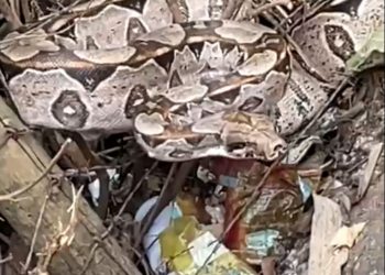 Jiboia é capturada no bairro Santa Paula