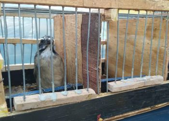 Passageiro em ônibus é preso transportando pássaros na BR-116