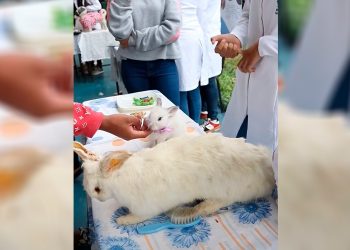 Estudantes da Univale demonstram para alunos de escola pública as várias possibilidades de atuação do veterinário