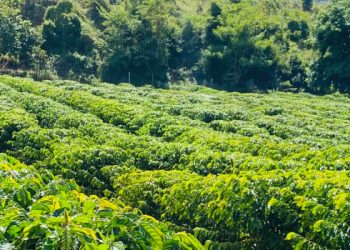 Emater e prefeituras incentivam cultivo de café conilon no Vale do Suaçuí, região Leste de Minas