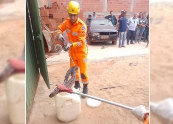 Bombeiros de Capelinha capturam jiboias de 1,5 metro em motor de veículo