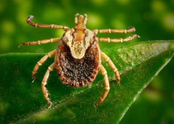 Febre maculosa: saiba mais sobre prevenção, sintomas e tratamento