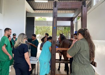 Cirurgia em cavalo é realizada pela primeira vez com alunos de Veterinária da Univale