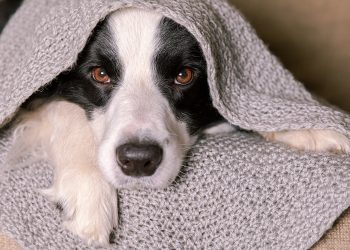 Empresa cria Campanha do Agasalho para pets em Valadares; saiba como ajudar