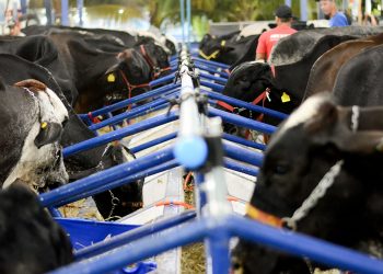 44º Concurso Leiteiro da Cooperativa na Expoagro começa nesta quarta-feira