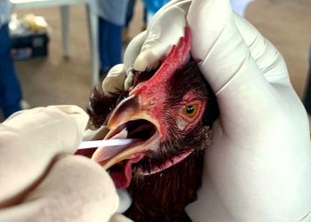 Coluna MG | 11 de julho de 2023