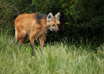 Lobo-guará é resgatado na Ibituruna pelo Corpo de Bombeiros  