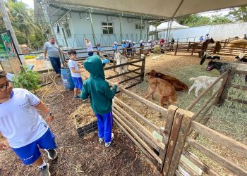 Visitantes têm até este domingo para passear na Fazendinha da Expoagro