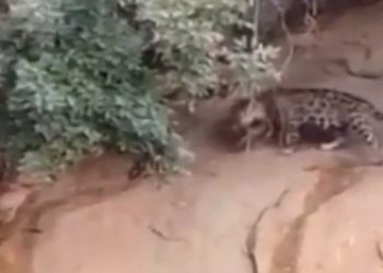 Moradores de zona rural se assustam após imagem de drone flagrar onça-pintada