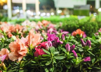 17ª Festa das Flores acontece de 6 a 16 de julho em Valadares