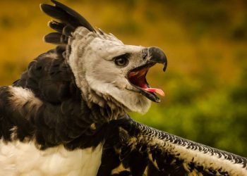 Plataforma faz alerta sobre espécies em risco de extinção em todo país