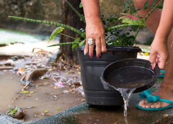 Ilha, São Paulo e Santa Terezinha são os bairros com maior infestação de  Aedes aegypti 