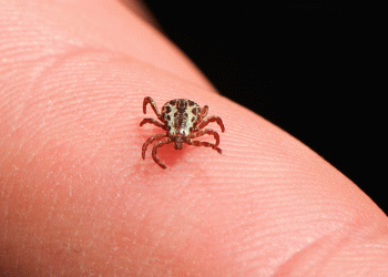 Mortes por febre maculosa são confirmadas no Leste de Minas