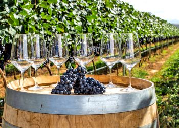 Novo vinho brasileiro | A exclusividade das vinícolas boutique