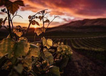 Novo vinho brasileiro | A diversidade do espumante nacional