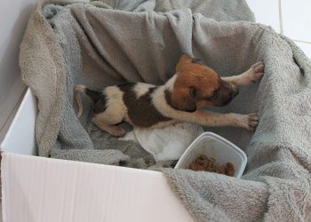 Bombeiros resgatam cachorrinho preso em galeria pluvial