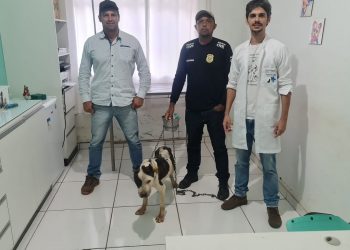 Durante buscas por foragido da Justiça, Polícia Civil resgata Pitbull em situação de maus-tratos