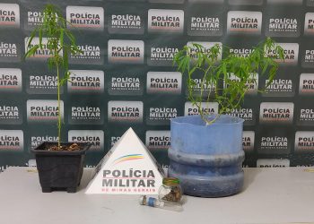 Homem é preso com pés e sementes de maconha no Vila dos Montes