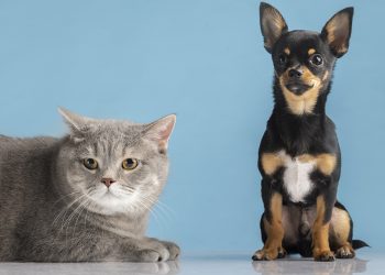 Minas disponibiliza 4 milhões de doses para vacinação antirrábica em cães e gatos