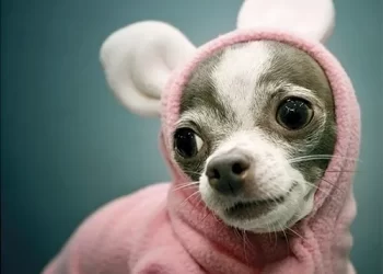 Neste sábado acontece o Festcão em Valadares