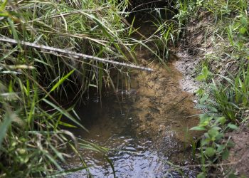 Nova lei incentiva ações de recuperação e proteção de nascentes