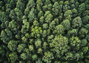 Nova versão da plataforma Selo Verde inclui dados de florestas plantadas em Minas