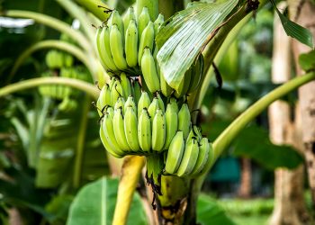 Epamig avalia alternativas para minimizar prejuízos de doença em bananeiras