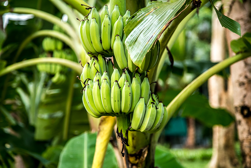 Cultivo do café conilon conquista produtores do Leste de Minas