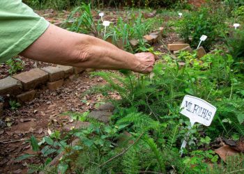 Fiocruz propõe revisão da política de plantas medicinais