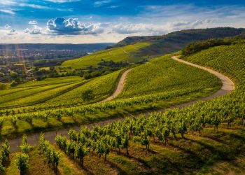 Novo vinho brasileiro | Sem intervenção, o sabor da Serra da Mantiqueira