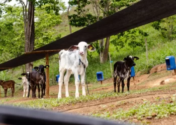 Projeto da Cooperativa torna genética bovina avançada acessível aos produtores de leite da região