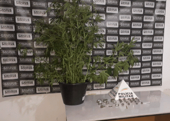 Polícia apreende entorpecente em ação de combate ao tráfico de drogas