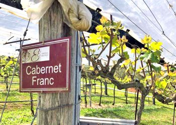 O novo vinho brasileiro | Cabernet Franc: aromas e potencial de guarda