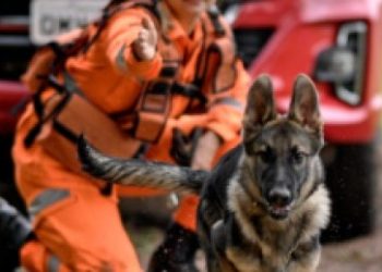 Cães do Corpo de Bombeiros de Valadares auxiliam nas buscas por desaparecido