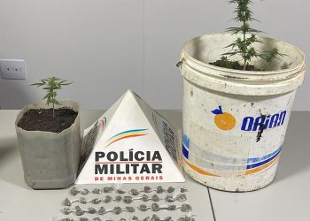 PM prende homem com dois pés de maconha