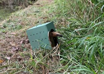 Corpo de Bombeiros captura tamanduá-mirim no bairro São Pedro