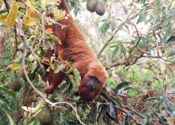 IEF resgata macaco ameaçado de extinção em Minas