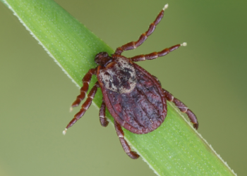 Naque registra primeira morte por febre maculosa