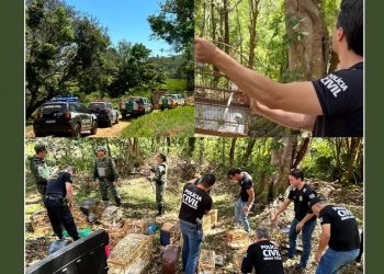 Polícia apreende 300 pássaros da fauna silvestre durante operação