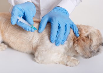 Vacinação antirrábica será neste sábado em 60 pontos da cidade