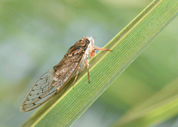 Cantorias de cigarras aumenta na primavera