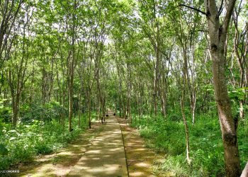 Parque Natural Municipal agora funciona em novo horário