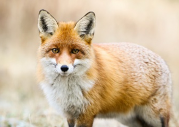 Raposa e dissonância