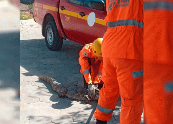 Bombeiros capturam jacaré que estava solto andando pelas ruas