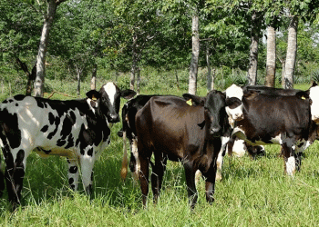 Dicas para amenizar o impacto da onda de calor no rebanho bovino