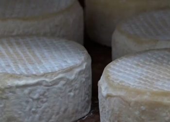 Investimento do Governo em pesquisas valoriza o queijo mineiro, garante qualidade e melhora a renda das famílias  