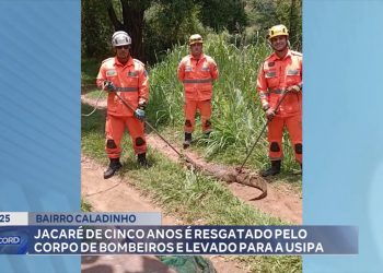 BAIRRO CALADINHO: jacaré de 5 anos é resgatado pelo Corpo de Bombeiros e levado para a Usipa
