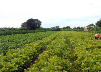 Incra define regras para assentamentos e inclusão na reforma agrária