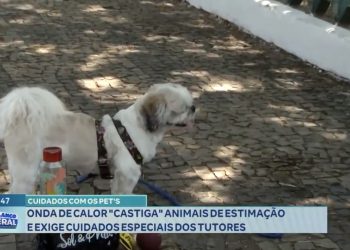 CUIDADOS COM OS PETS: onda de calor ‘castiga’ animais de estimação e exige cuidados especiais dos tutores